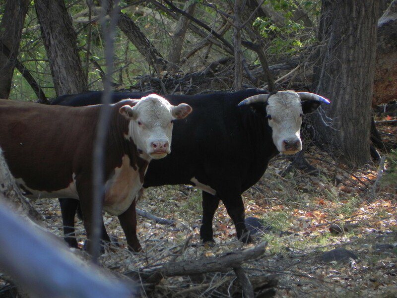 Lawsuit Launched to Protect National Conservation Area in Arizona From Destructive Cattle Grazing - Vimarsana News