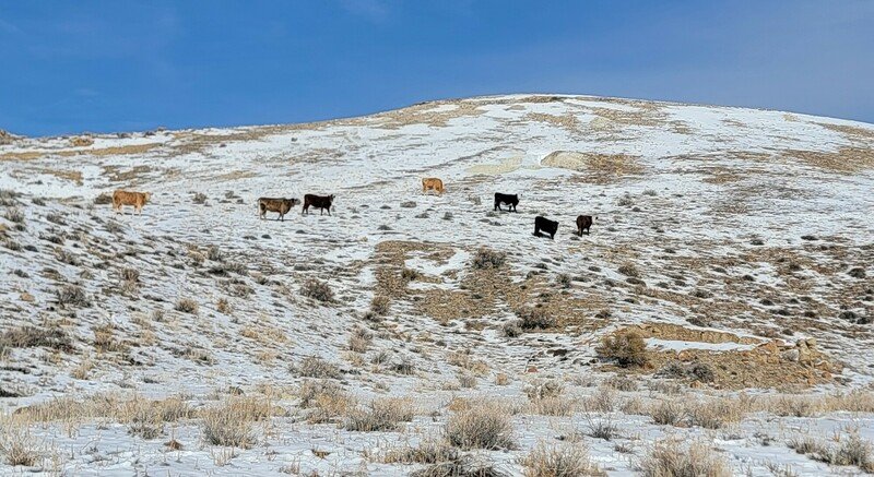 Lawsuit Launched to Protect Tiehm's Buckwheat From Cattle Trampling - Center for Biological Diversity - Vimarsana News