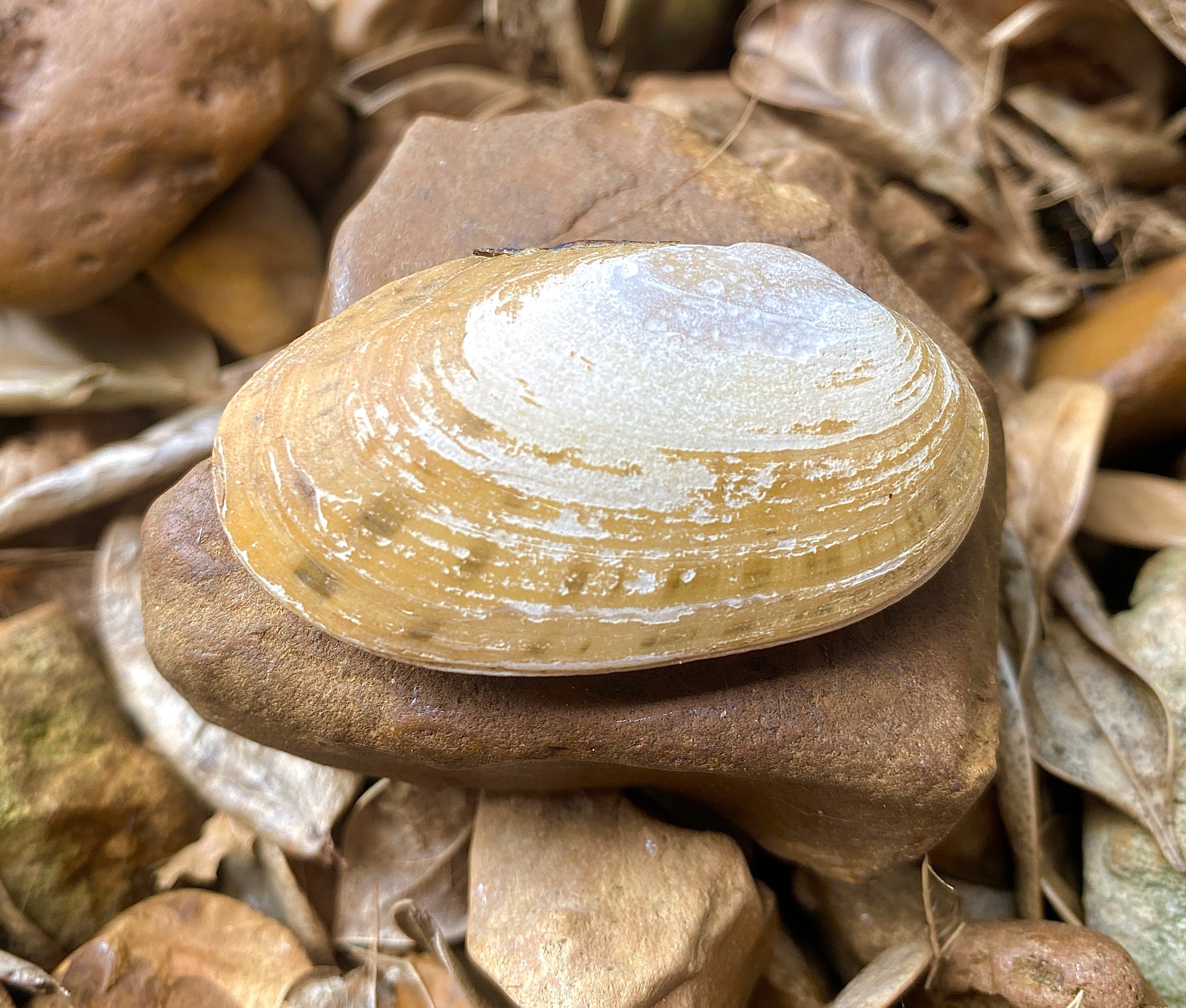 Four Freshwater Mussels, One Crayfish Proposed for Endangered Species