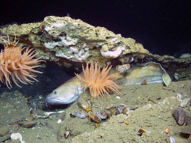 Cusk fish photo by NOAA Ocean Explorer