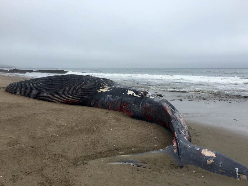 Dead blue whale washed ashore a Pt. Reyes beach