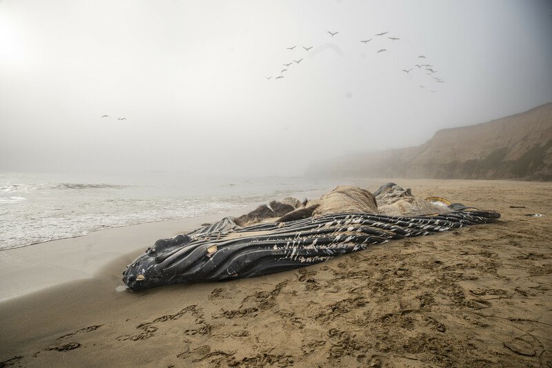 Court Orders U.S. to Examine California Shipping Lanes' Role in Endangered Whale Deaths - Vimarsana News