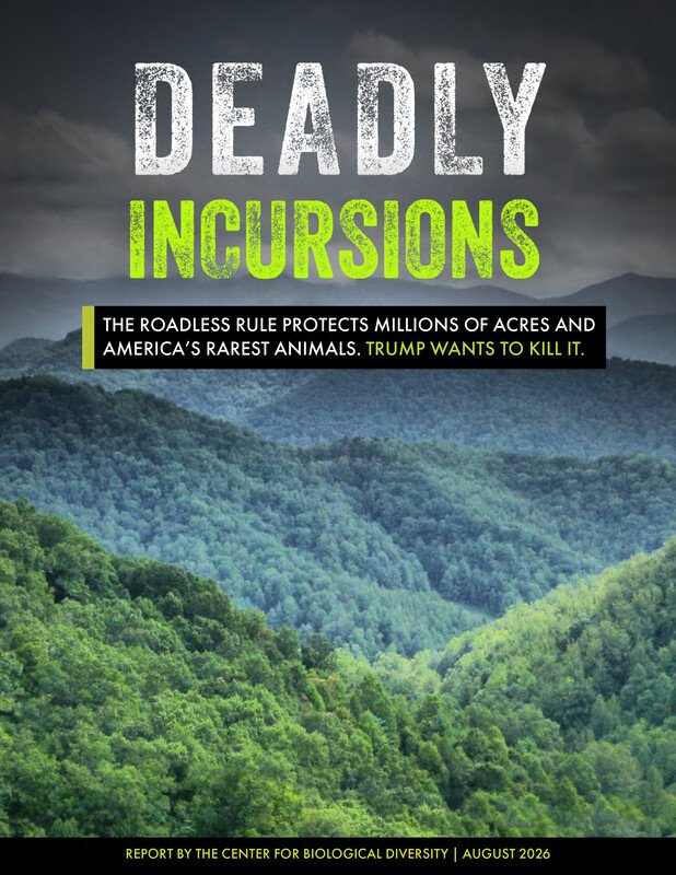 Deadly Incursions Report