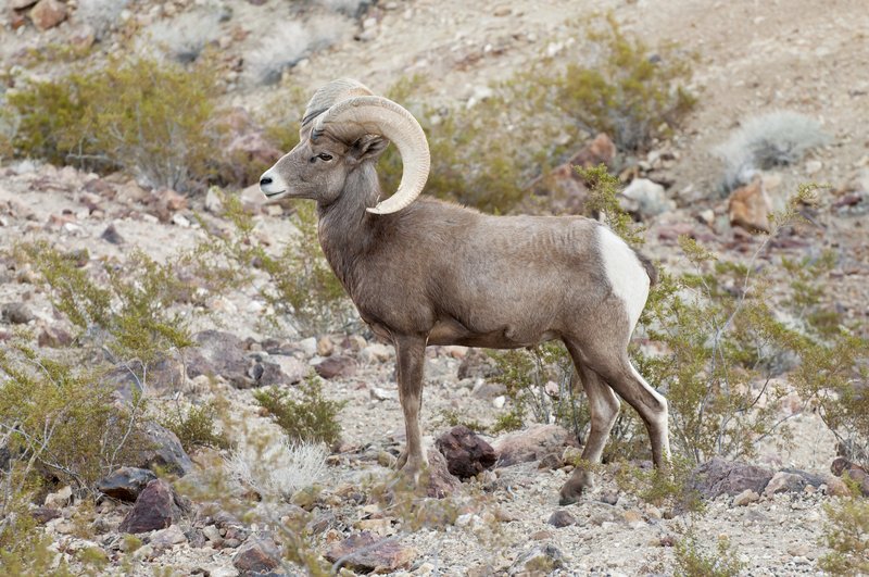 RSDesert_Bighorn_sheep_Photo_by_Andrew_Cattoir_National_Park_Service_FPWC_lpr