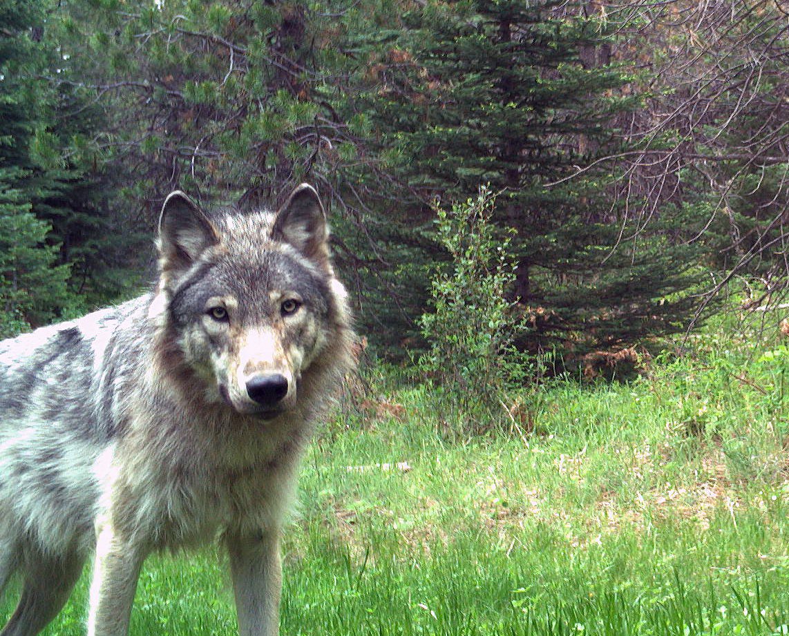 Video California Wolf Who Journeyed to Oregon Likely a Father Center