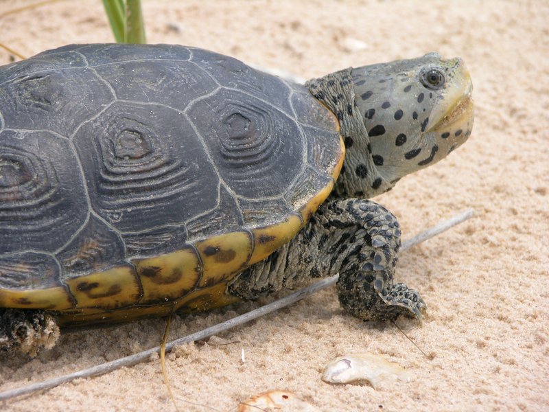 RSDiamondback-terrapin-Christina-Mohrmann-Grand-Bay-NERR-FPWC