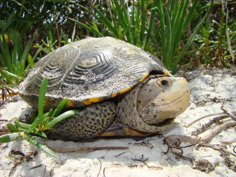 15 Turtle Experts Back Florida's Continued Ban on Breeding Diamondback Terrapins for Profit - Vimarsana News