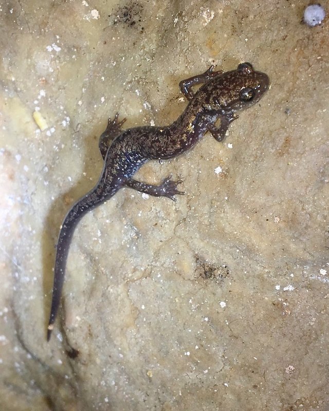 RSDixie-Caverns-salamander-Matt-Neff-FPWC