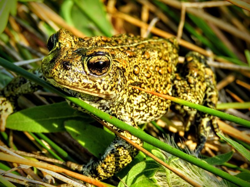 RSDixie_Valley_Toad_Patrick_Donnelly_1_FPWC_Media_Use_Allowed-scr