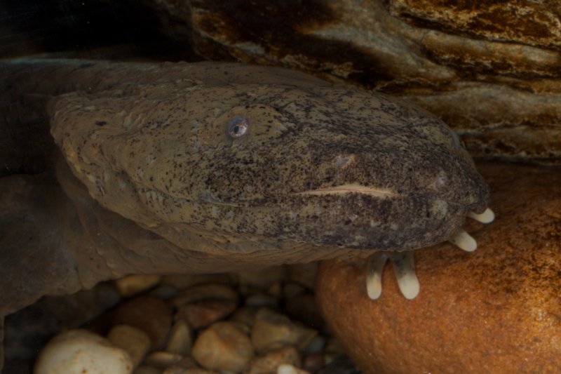 RSEastern_Hellbender_brian_gratwicke_flickr_commons_FPWC