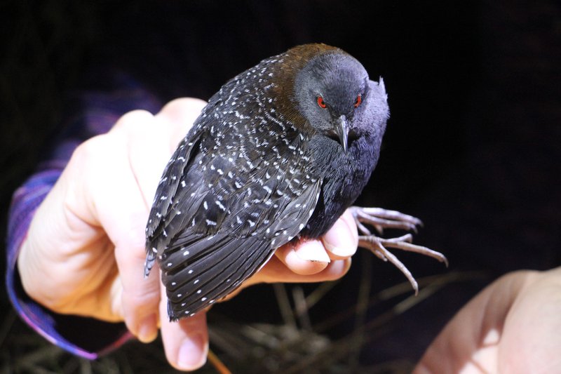 RSEastern_black_Rail_Christy_Hand_SCDNR_FPWC