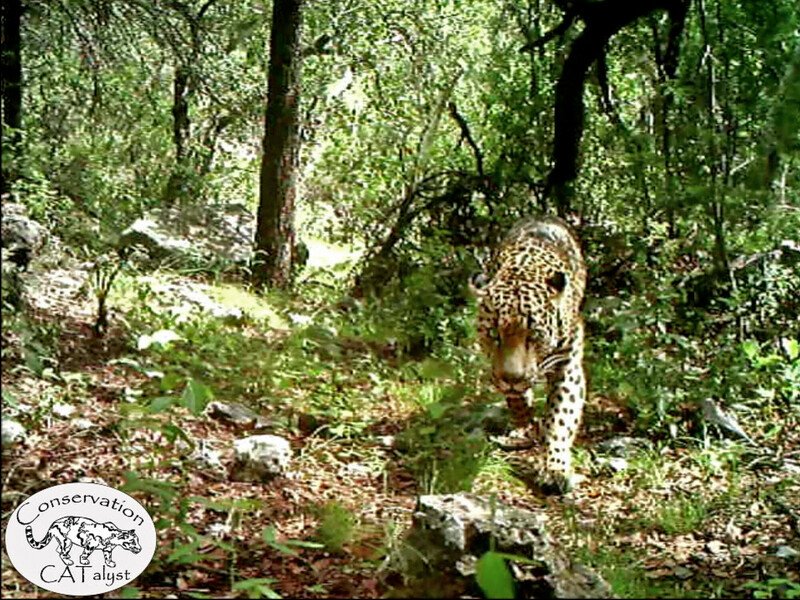 Viva El Jefe Arizona s Famous Jaguar Lives But What s His Future