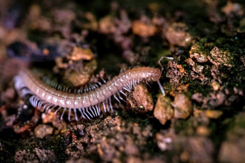 RSEllett-Valley-Millipede-Sydney-Haney