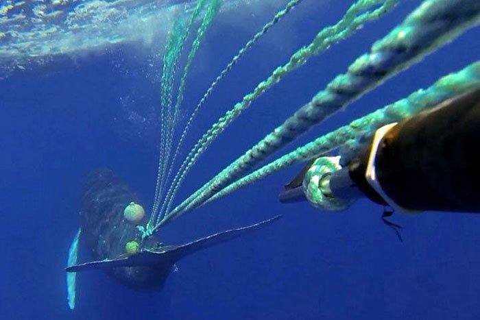 RSEndangledHumpbackWhale_NOAA_FPWC (1)