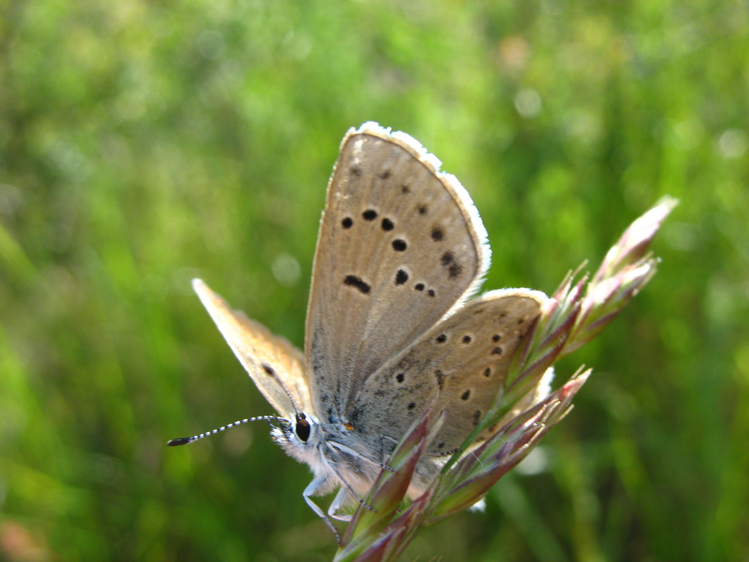 Oregon Butterfly Is Endangered Species Act Success Center for