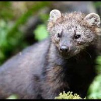 RSFisher_Pekania_pennanti_WashingtonDeptofFishandWildlife_FPWC_2