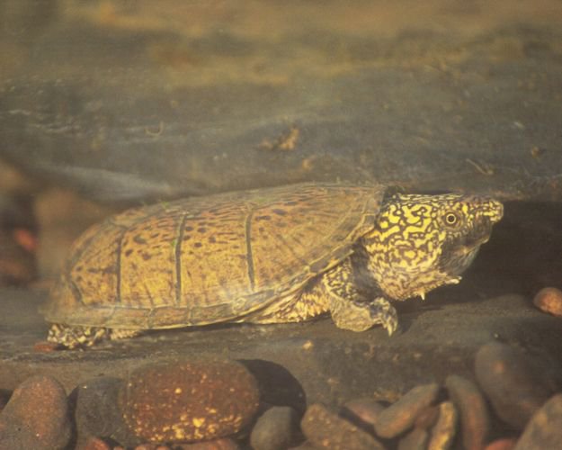 RSFlattened_musk_turtle_Mark_Bailey_FPWC.jpeg