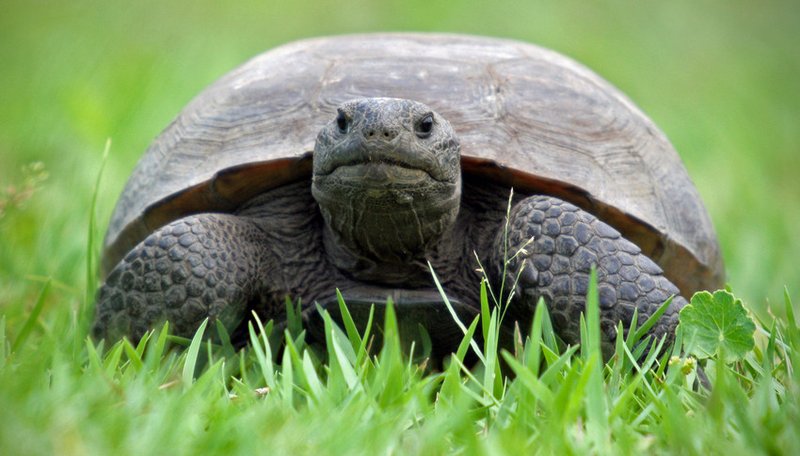 RSFlorida_Gopher_Tortoise_Craig ONeal_Wikicommons.jpg