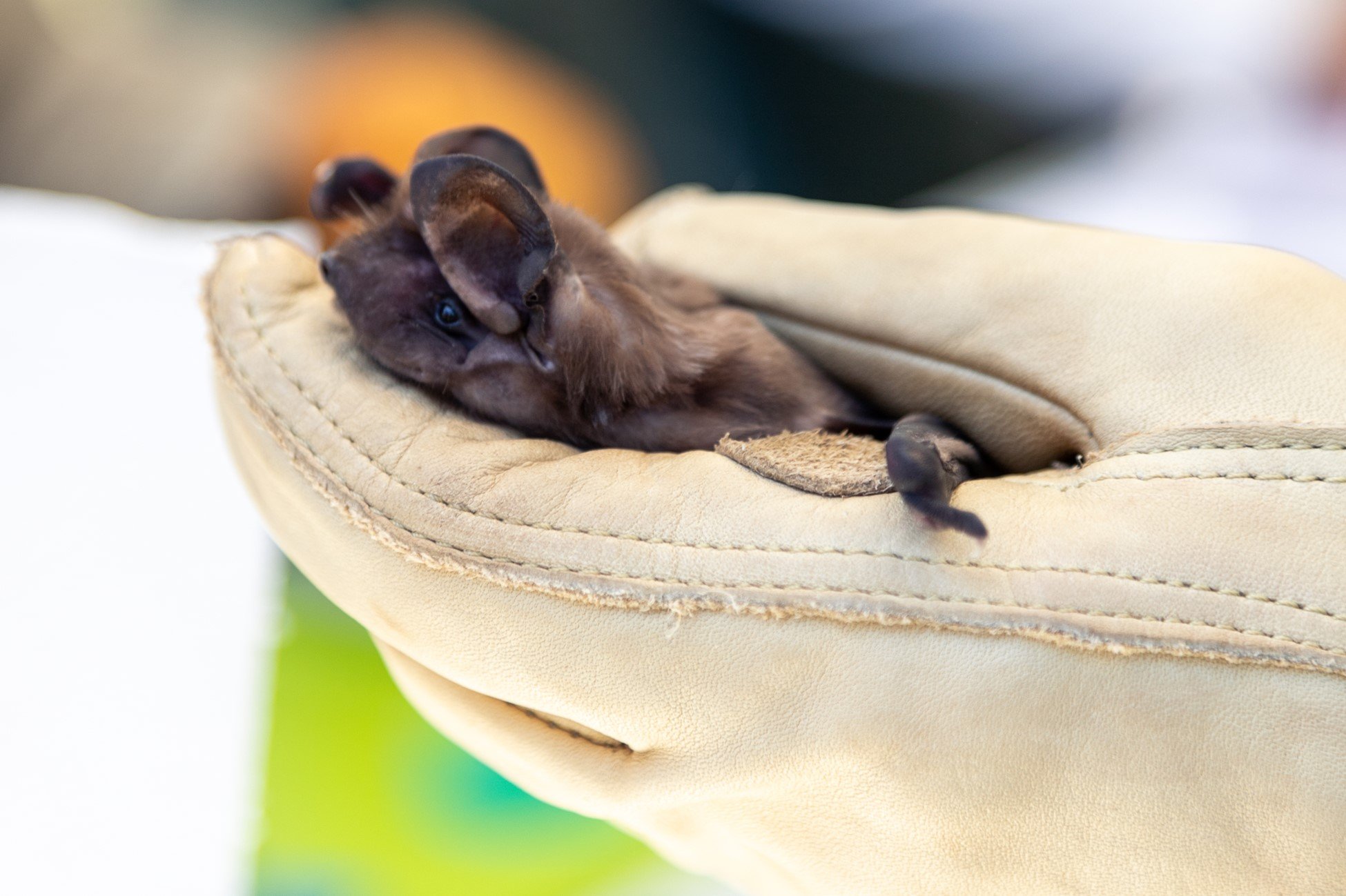 Critical Habitat Designated for Endangered Florida Bat