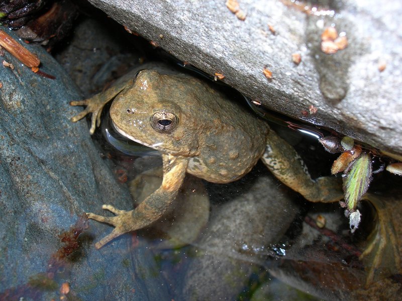 RSFoothill_Yellow-Legged_Frog_Amy_Lind_USFS_FPWC