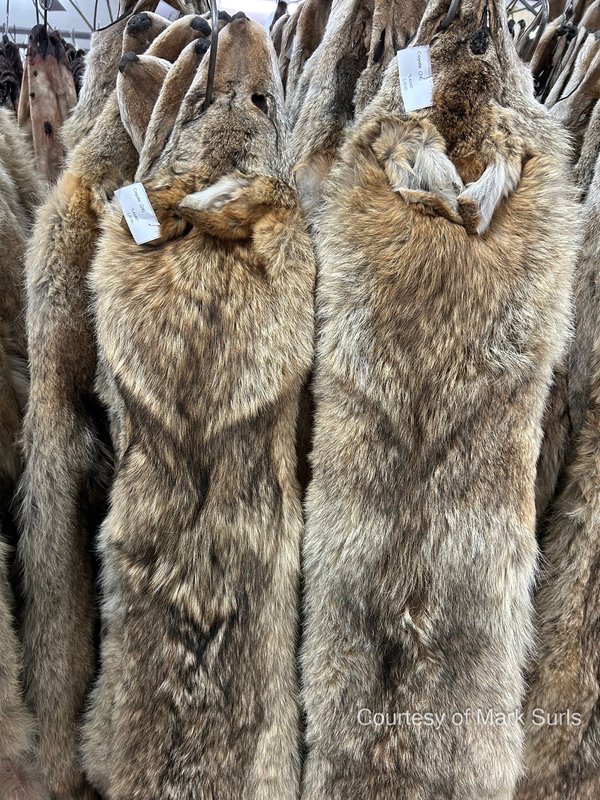 RSFur-Auction-2-Mark-Surls-Project-Coyote-FPWC