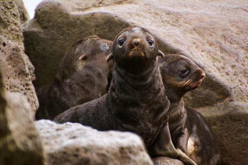 Northern fur seal pup by NOAA
