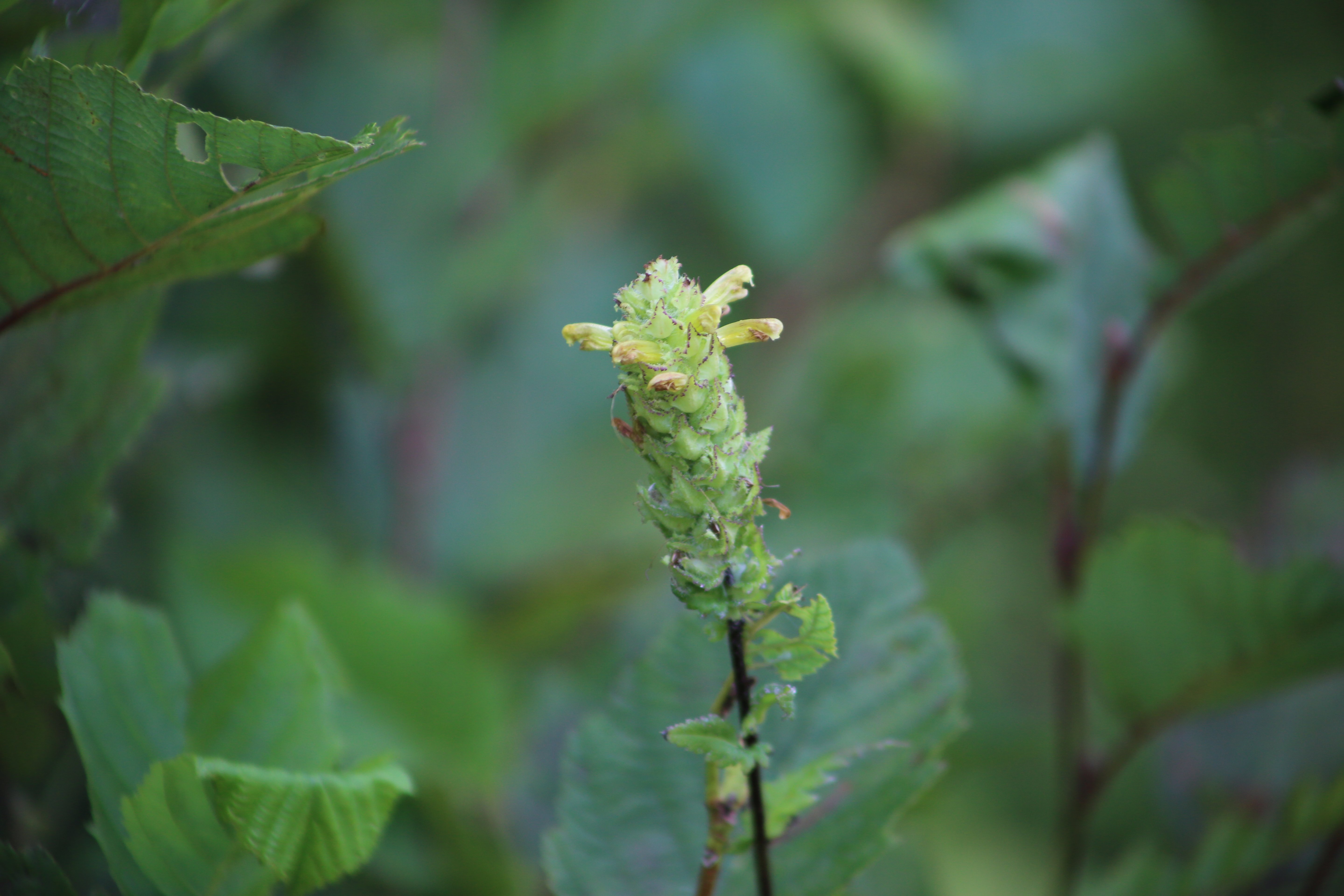 Maine Flower Endangered Species Act Success Story Center for