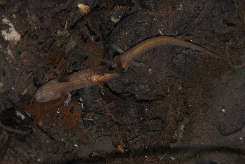 RSGeorgetown-salamander-Nathan-Bendik-FPWC.jpg