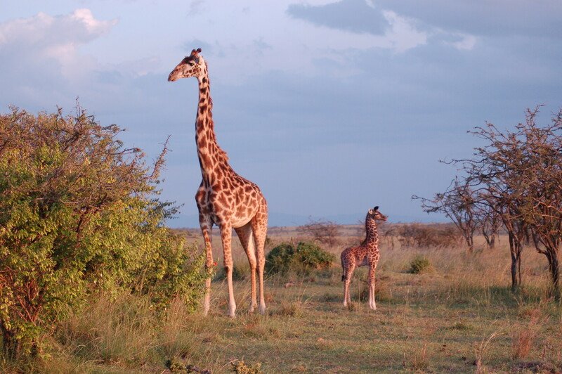 RSGiraffe-with-baby-Kenya-Tanya-Sanerib-Center-FPWC-scr