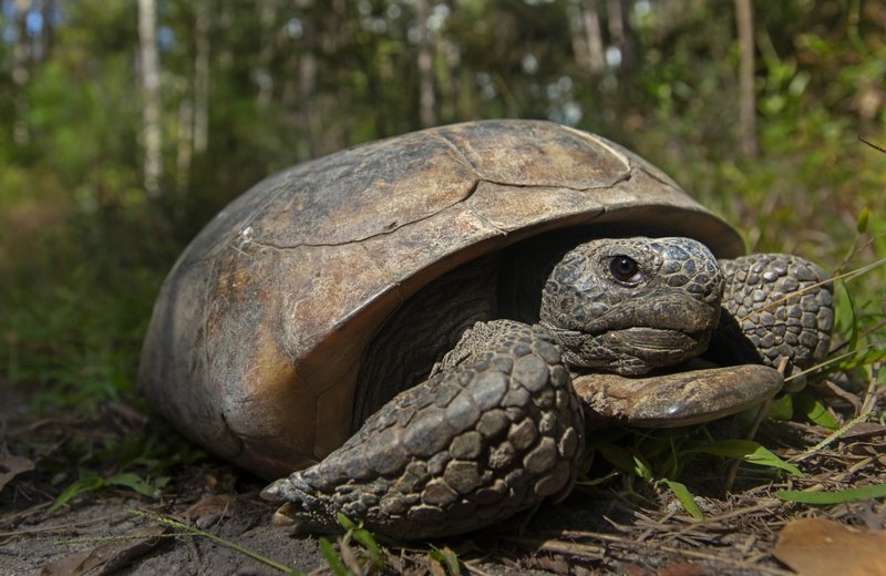 RSGopher-tortoise-Renee-Bodine-USFWS