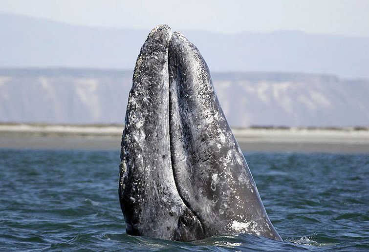 RSGrayWhale_Chris_Johnson_NOAA_FPWC