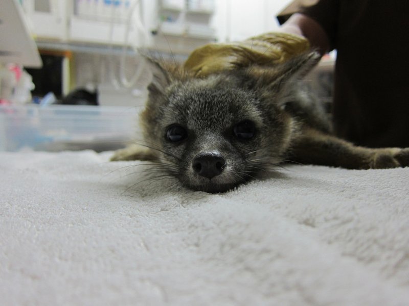 RSGray_fox_WildCare_by_Melanie_Piazza_FPWC-scr(1)