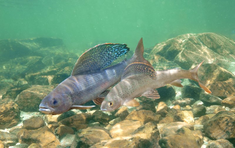 RSGrayling, Montana Hoghcountry Fin_Pat_Clayton_FPWC (2)_lpr