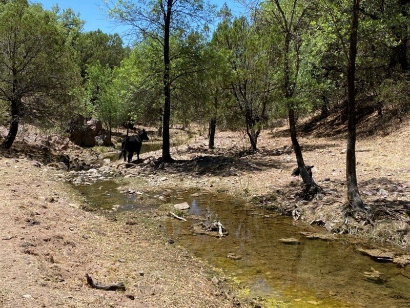 RSGrazed_riparian_area_Coronado_Center_for_Biological_Diversity_FPWC. (4)-scr