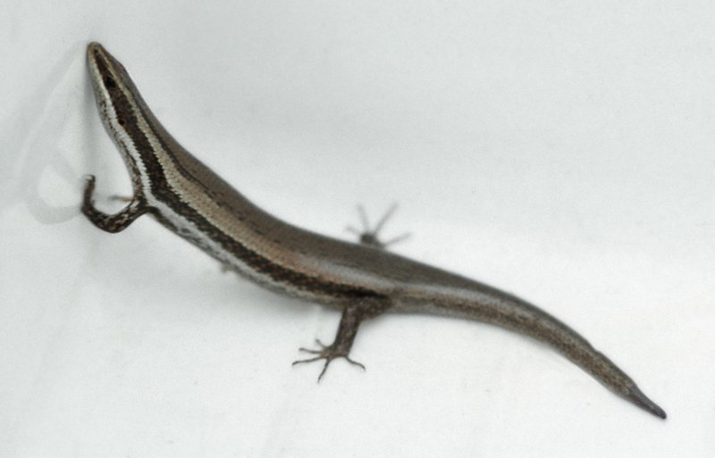 RSGreater_Saint_Croix_Skink_A._ J._Meier_Spondylurus_magnacruzae_FPWC_Commercial_Use_OK