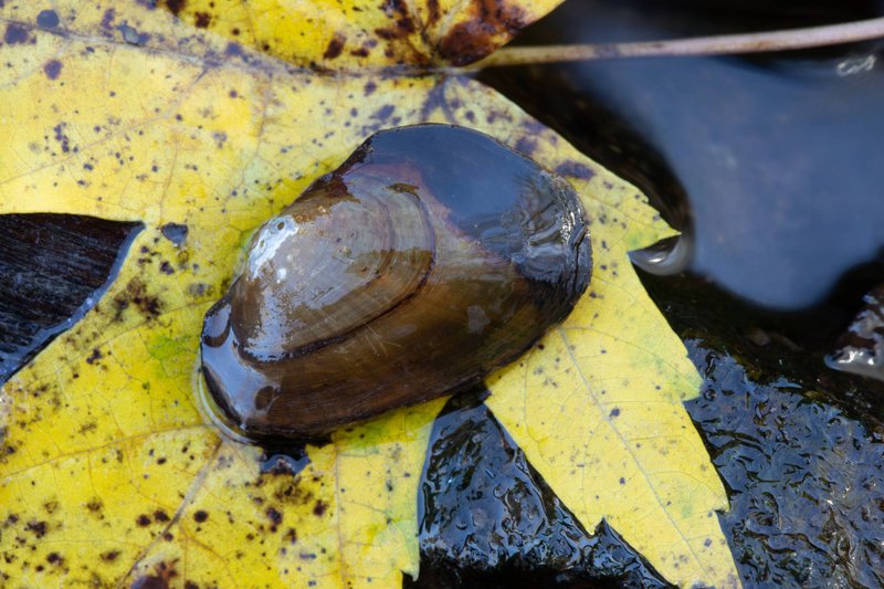 RSGreen floater mussel - Ryan Hagerty - USFWS