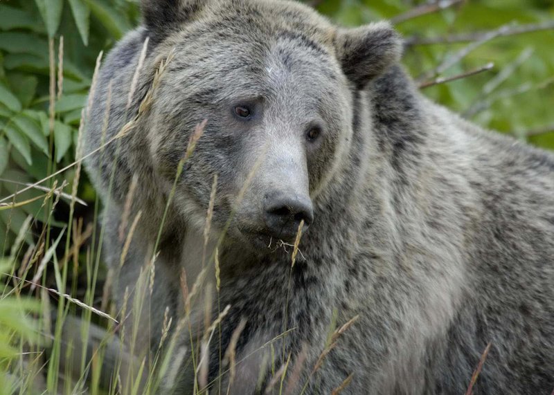 RSGrizzlyBear_Yellowstone_NPS_FPWC