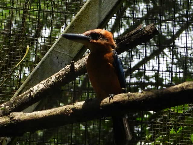 RSGuam kingfisher_Noah Greenwald_Center