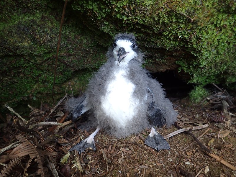 RSHawaiian_petrel_chick_courtesy_USFWS_Andre_Raine_Kaua'i_Endangered_Seabird_Recovery_Project_CC_BY_NC.jpg