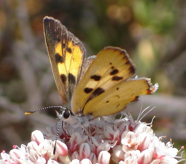 RSHermes_copper_butterfly_John_Martin_USFWS(1).png