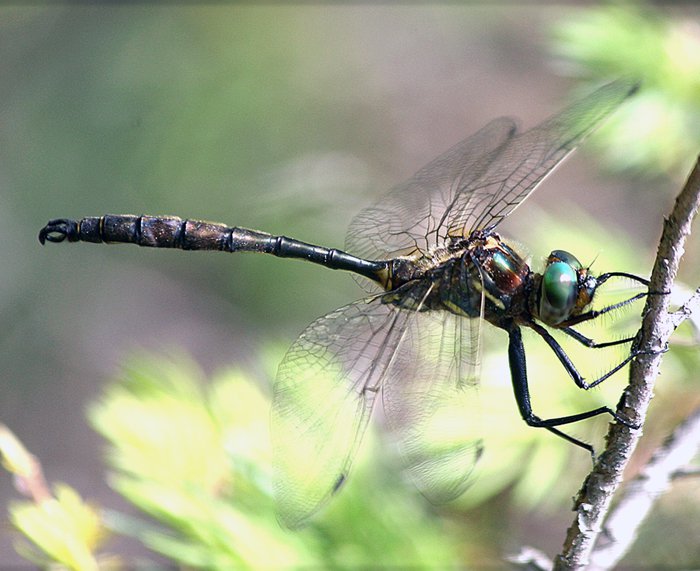 RSHines_Emerald_dragonfly_P_Burton_USFWS_FPWC.jpg