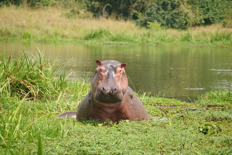 RSHippo_Uganda_Brett_Hartl_Center_for_Biological_Diversity_FPWC (2)-scr