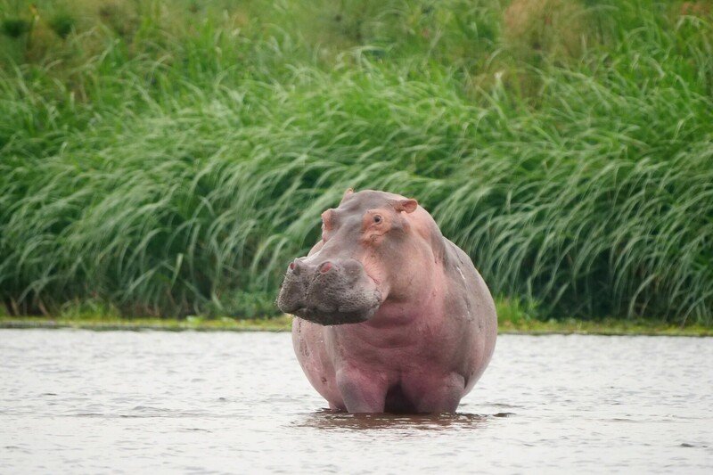 U.S. Endangered Species Act Protection Sought for Hippos - Vimarsana News