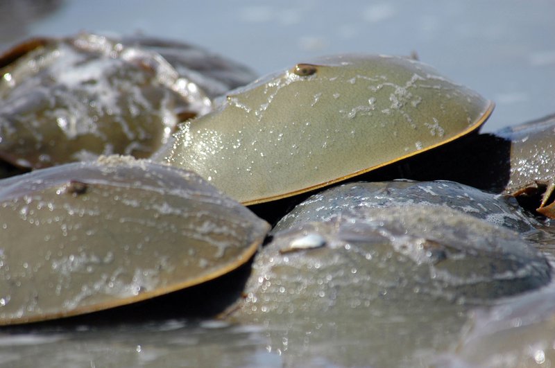 RSHorseshoe-crabs-Gregory-Breese-USFWS-FPWC