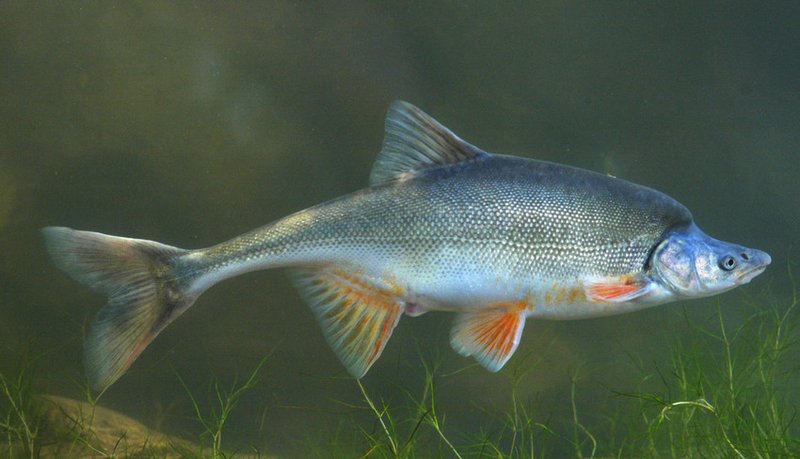 Humpback chub