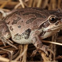 RSIllinoisChorusFrog-USFWS