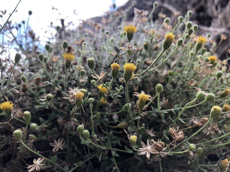 Federal, California Protections Sought for Rare Daisy Imperiled by Gold Mining - Vimarsana News