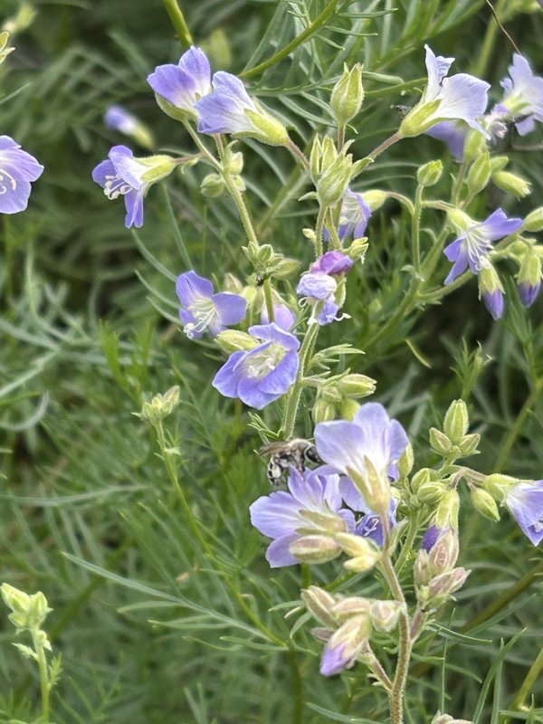 RSJacobs- ladder-pollinated-bee-2-Gwendolyn-McManus-CBD