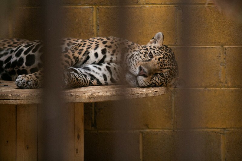 RSJaguar_shelter_Center_FPWC-scr