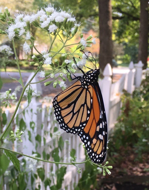New Analysis: 40% of U.S. Wildlife, Ecosystems Are Imperiled - Center for  Biological Diversity